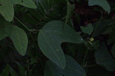 Passiflora apetala, photographed by Jake Rehage
