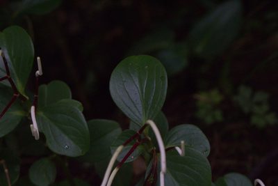 Peperomia pseudoalpina, photographed by Jake Rehage