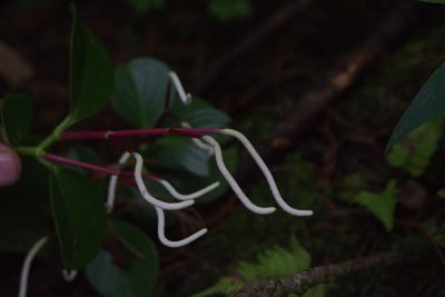 Peperomia pseudoalpina, photographed by Jake Rehage