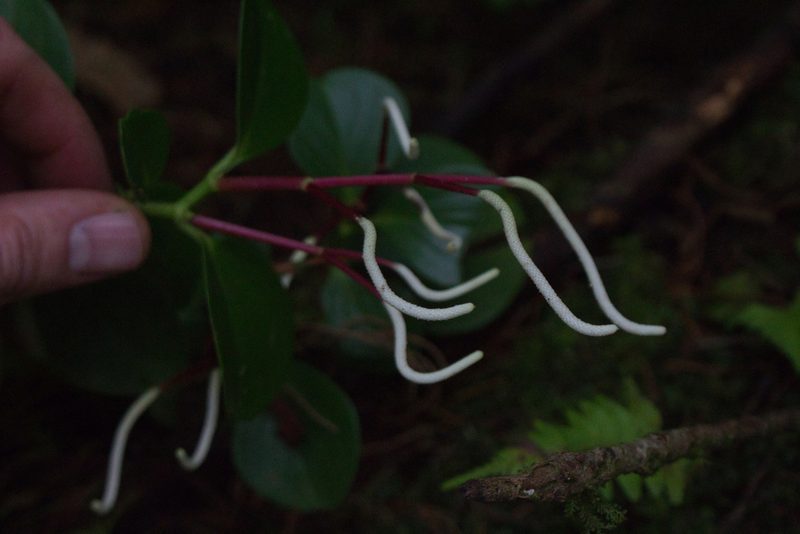 Peperomia pseudoalpina, photographed by Jake Rehage