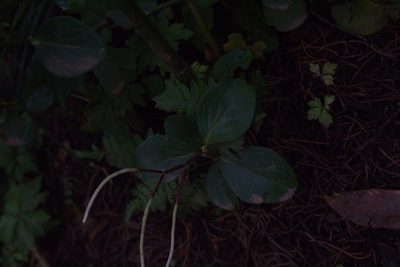 Peperomia pseudoalpina, photographed by Jake Rehage