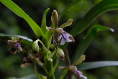 Epidendrum exasperatum, photographed by Jake Rehage
