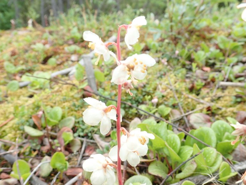 Pyrola grandiflora, photographed by Suzanne Carriere
