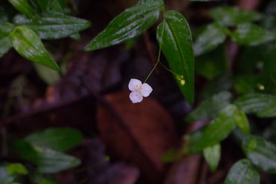 Gibasis pellucida, photographed by Jake Rehage