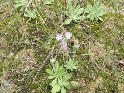 Primula incana, photographed by Suzanne Carriere