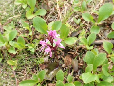 Galearis rotundifolia, photographed by Suzanne Carriere