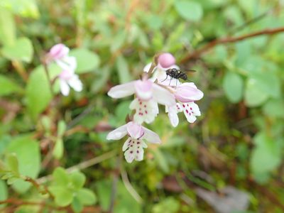 Galearis rotundifolia, photographed by Suzanne Carriere