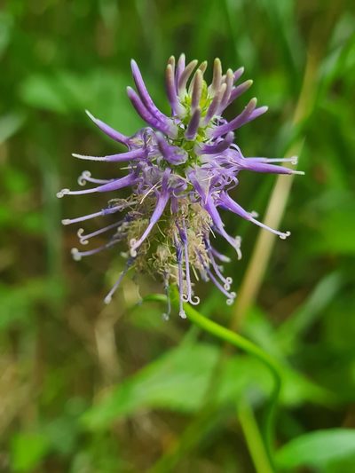 Phyteuma persicifolium, photographed by Jacek Pietruszewski