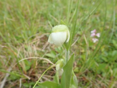 Cypripedium passerinum, photographed by Suzanne Carriere