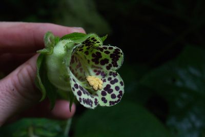 Kohleria tigridia, photographed by Jake Rehage
