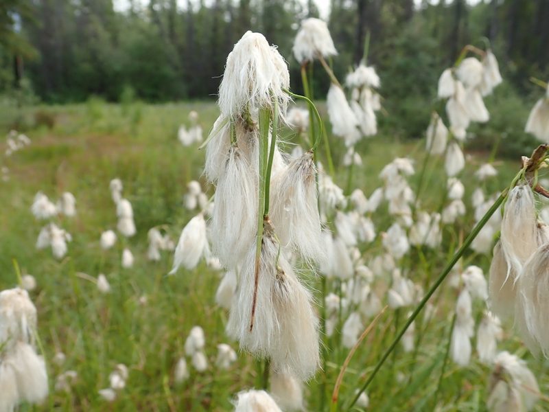 Eriophorum viridicarinatum, photographed by Suzanne Carriere