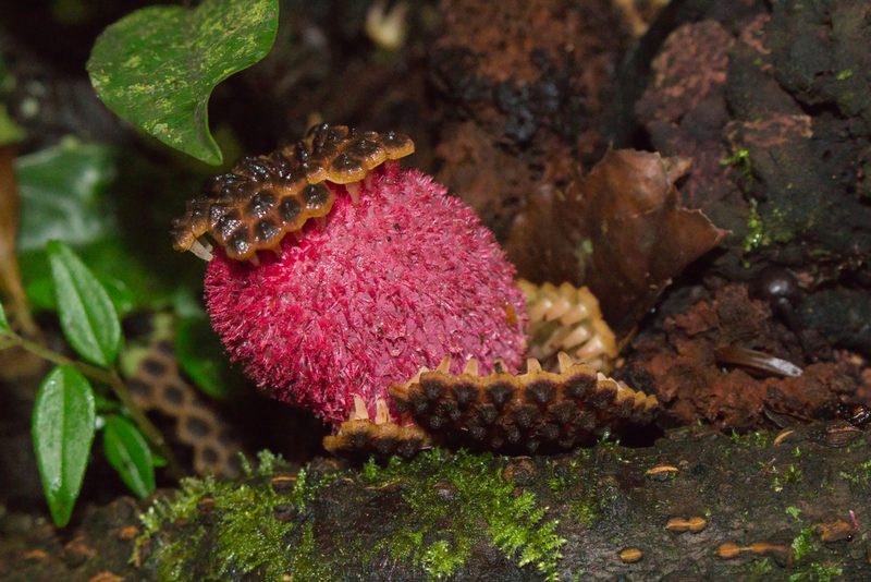 Corynaea crassa, photographed by Jake Rehage
