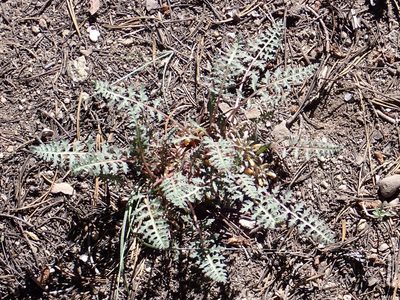 Pedicularis semibarbata, photographed by Steve Woodward