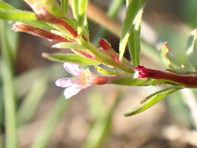 Lythrum tribracteatum, photographed by David Delon