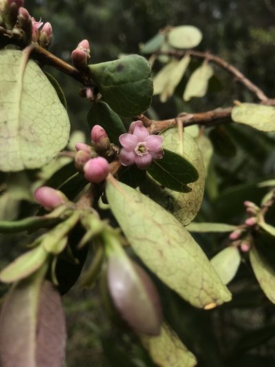 Symplocos theiformis, photographed by Nicolás Baresch Uribe