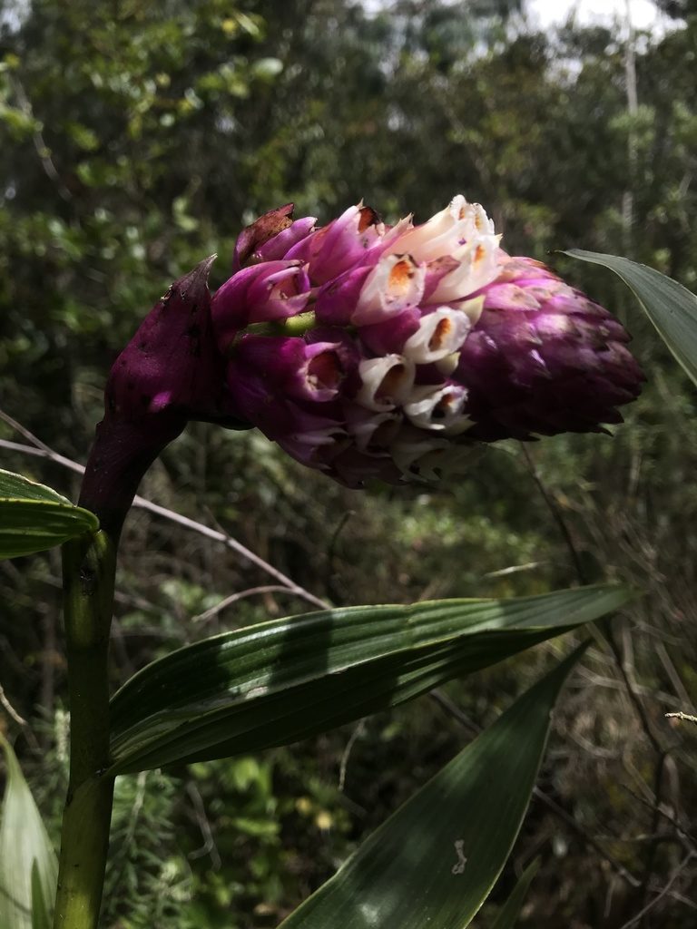 Elleanthus smithii, photographed by Nicolás Baresch Uribe