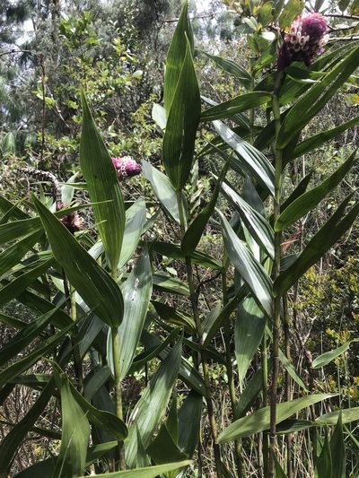 Elleanthus smithii, photographed by Nicolás Baresch Uribe