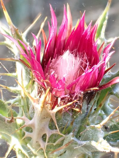 Carlina lanata, photographed by David Delon