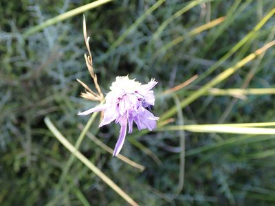 Catananche caerulea, photographed by David Delon