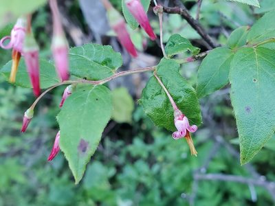 Vaccinium erythrocarpum, photographed by Tom Field