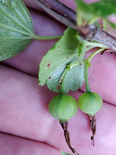 Ribes rotundifolium, photographed by Tom Field