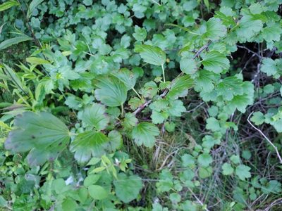 Ribes rotundifolium, photographed by Tom Field