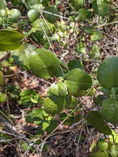 Ribes viburnifolium, photographed by Alix Kosmala