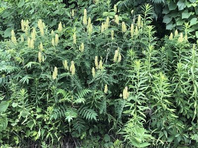 Astragalus canadensis, photographed by Bob