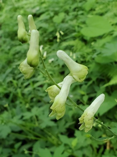 Aconitum reclinatum, photographed by Tom Field