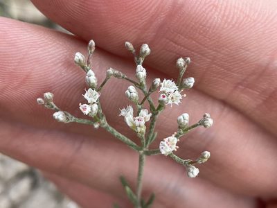 Eriogonum leptophyllum, photographed by Bobby McCabe