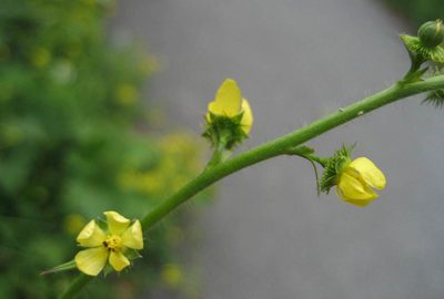 Agrimonia gryposepala, photographed by rboles