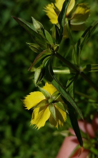 Lysimachia hybrida, photographed by Zihao Wang