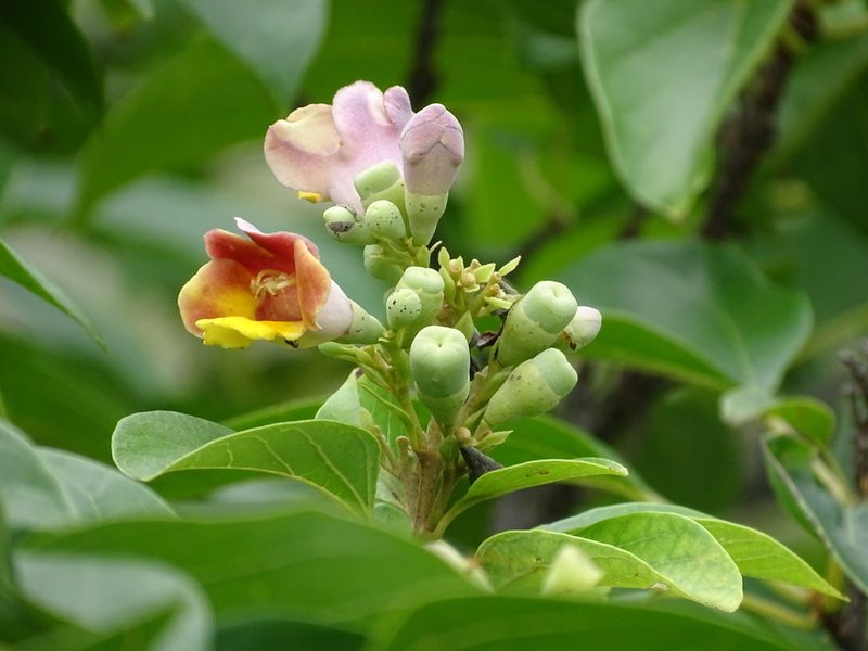 Gmelina chinensis, photographed by Toby Y