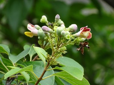 Gmelina chinensis, photographed by Toby Y