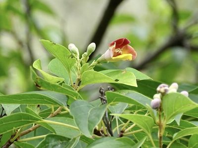 Gmelina chinensis, photographed by Toby Y