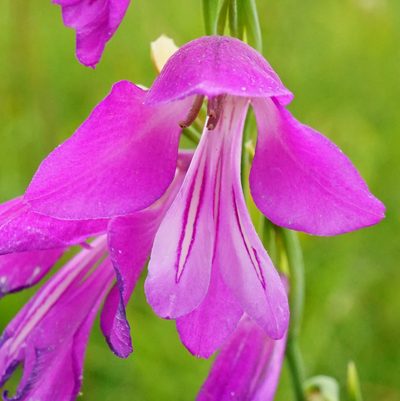 Gladiolus palustris, photographed by Patrick Hacker