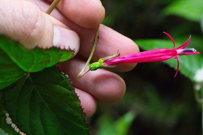 Centropogon costaricae, photographed by Jake Rehage