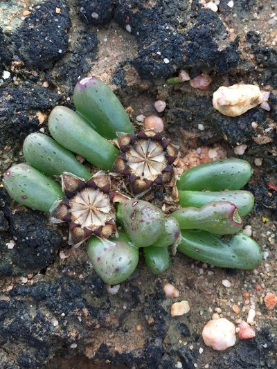 Diplosoma retroversum, photographed by Brian du Preez