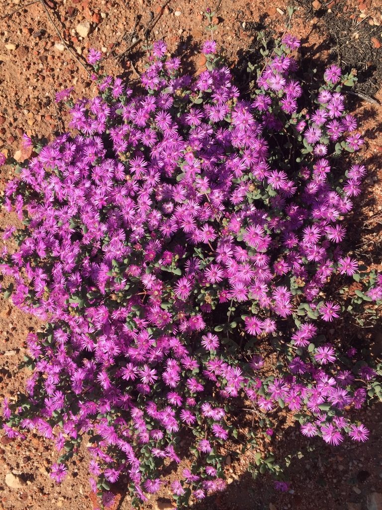 Antimima lokenbergensis, photographed by Brian du Preez