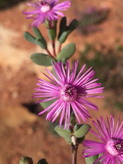 Antimima lokenbergensis, photographed by Brian du Preez