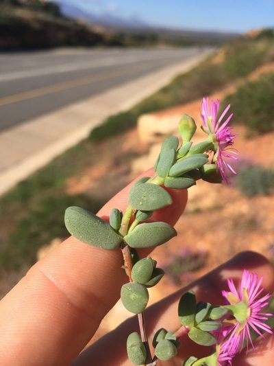 Antimima lokenbergensis, photographed by Brian du Preez