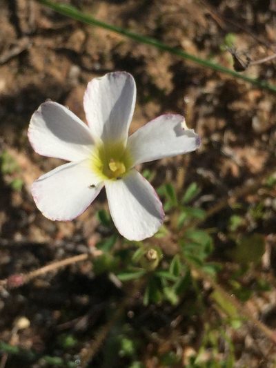 Oxalis ebracteata, photographed by Brian du Preez
