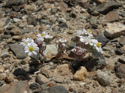 Monoptilon bellidiforme, photographed by Jim Morefield