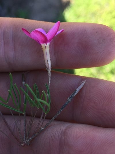 Oxalis phloxidiflora, photographed by Brian du Preez