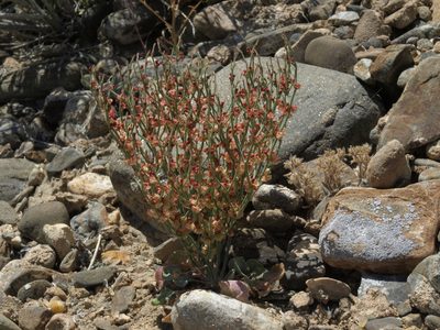 Eriogonum nidularium, photographed by Jim Morefield