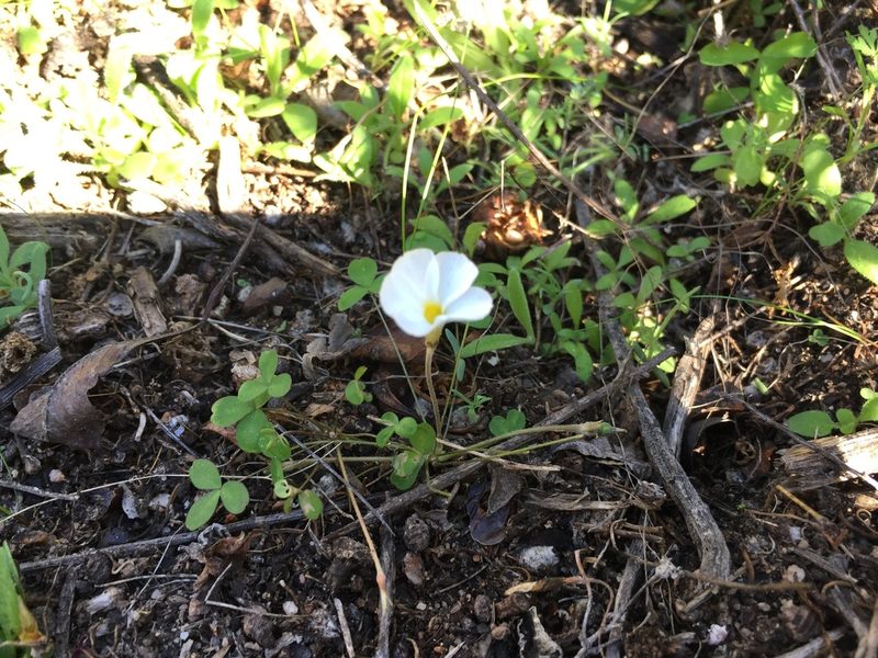 Oxalis tenella, photographed by Brian du Preez