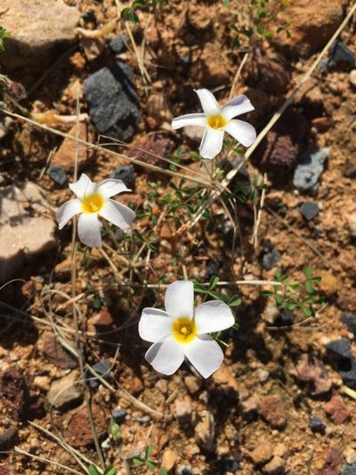 Oxalis tenella, photographed by Brian du Preez
