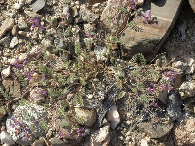 Astragalus inyoensis, photographed by Jim Morefield