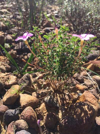 Oxalis giftbergensis, photographed by Brian du Preez