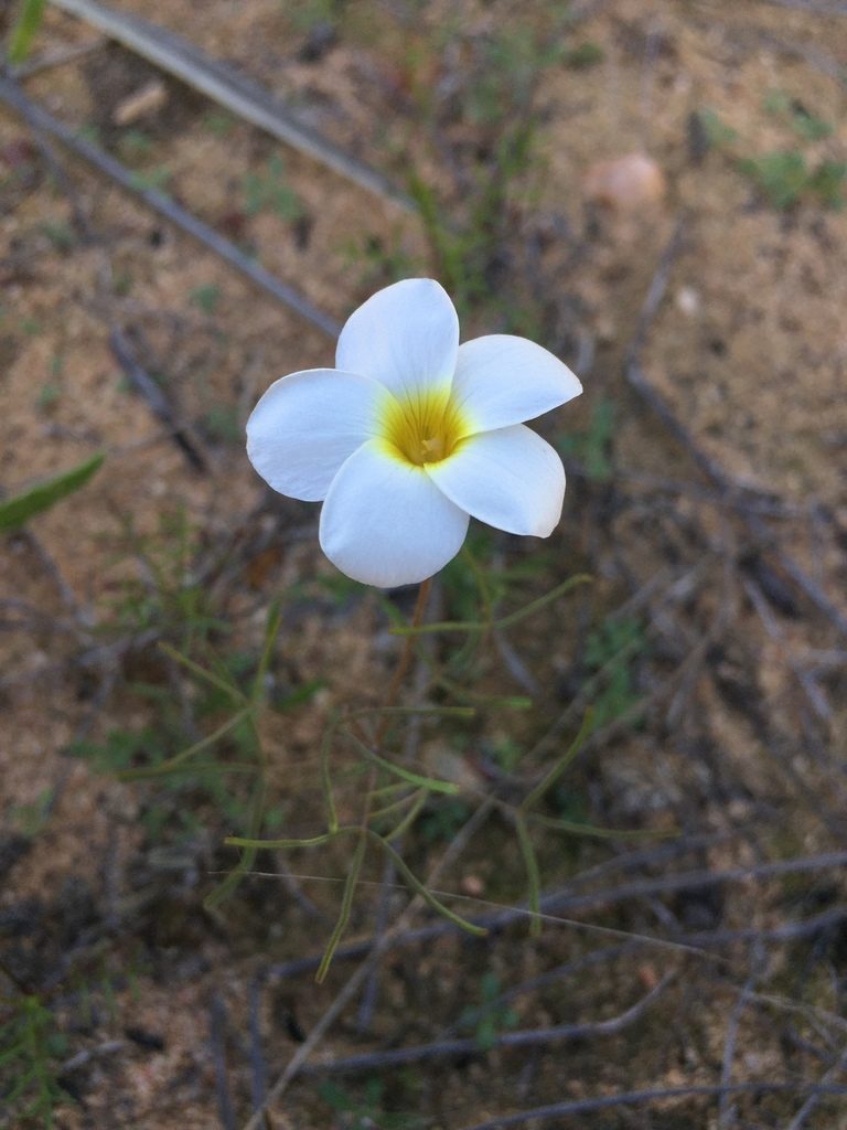 Oxalis gracilipes, photographed by Brian du Preez